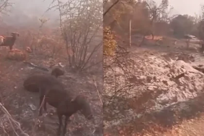 Pamje të trishta nga Delvina: Tufa e bagëtive mbetet e bllokuar mes flakëve, zjarri po...