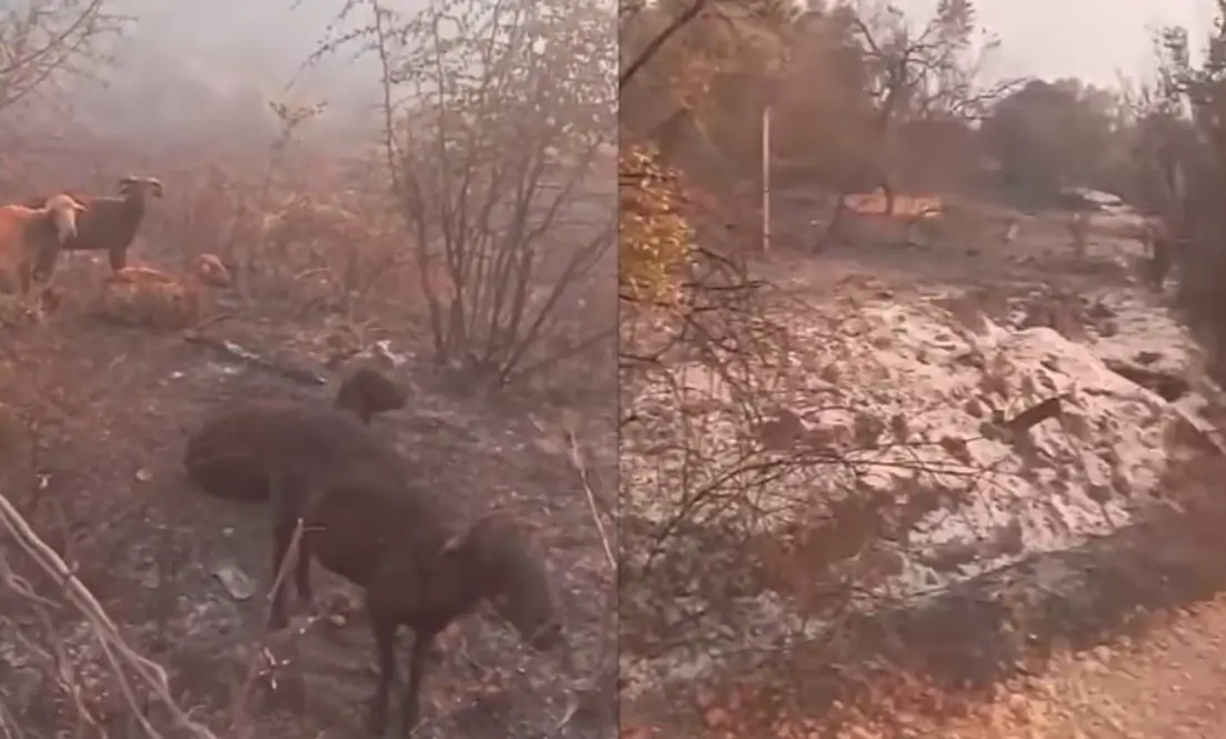 Pamje të trishta nga Delvina: Tufa e bagëtive mbetet e bllokuar mes flakëve, zjarri po...